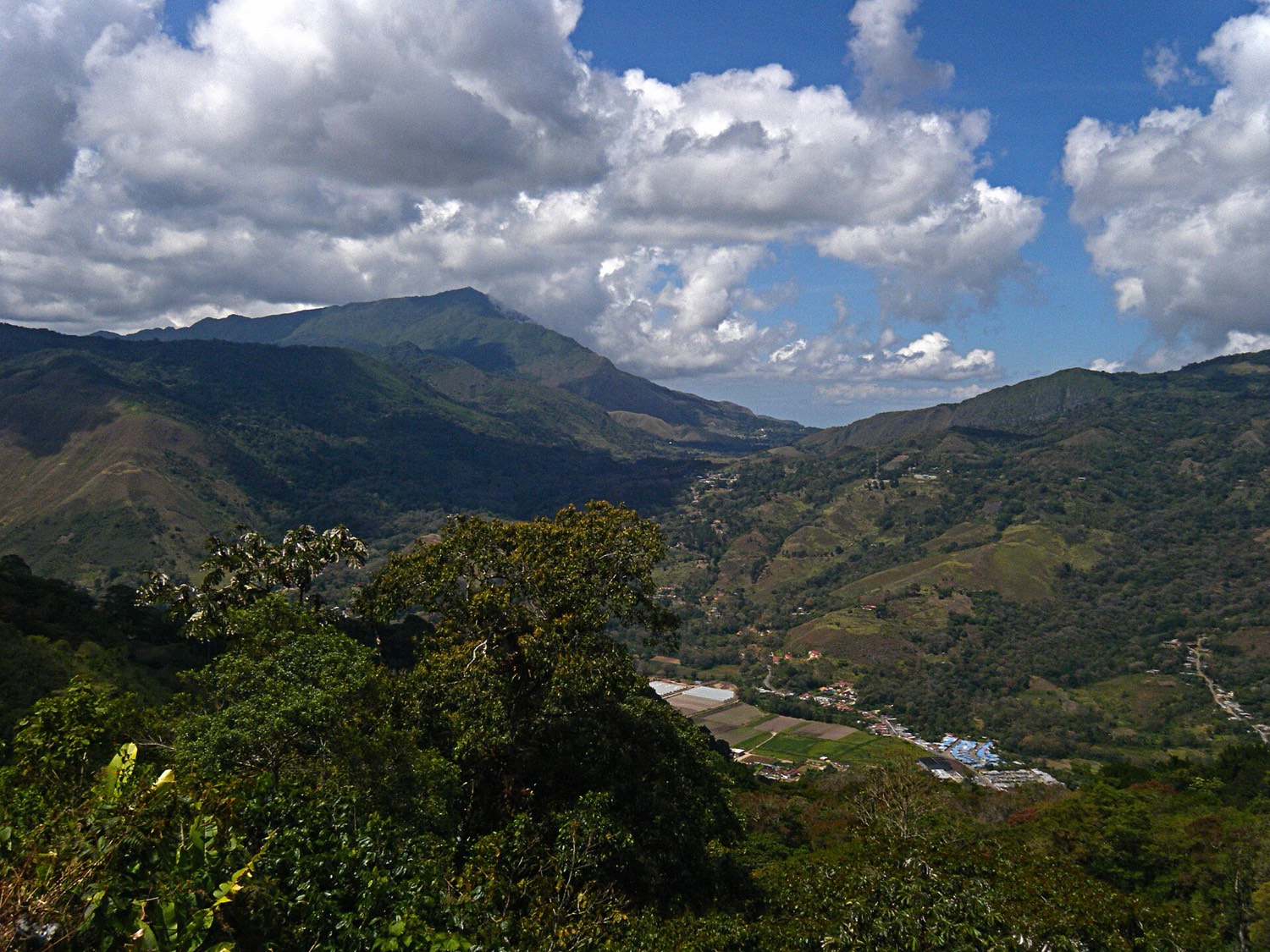 Caripe